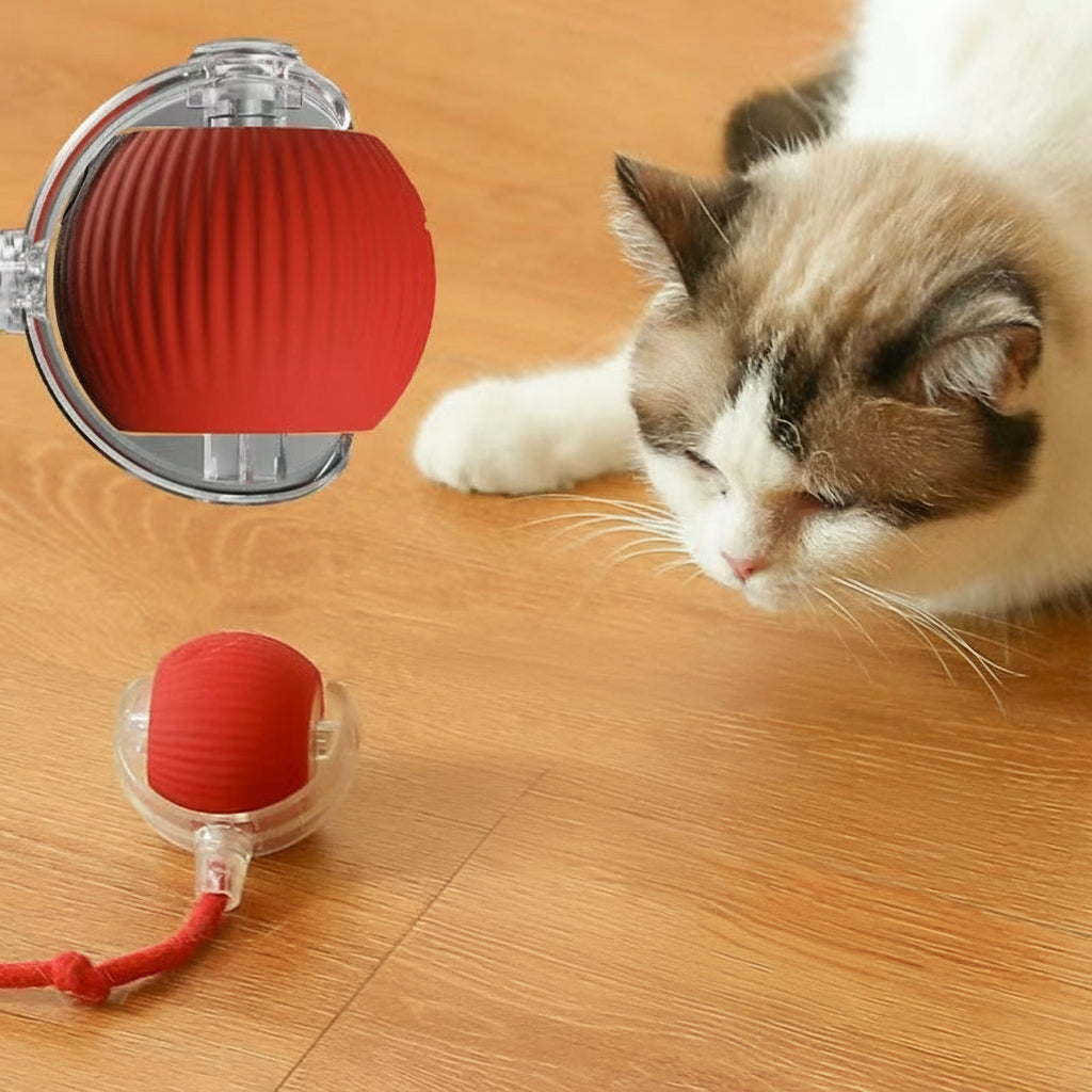 Cat interacting with a red and transparent ball toy on a wooden floor